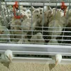 Supply modern broiler chicken cage equipment white meat chicken cage