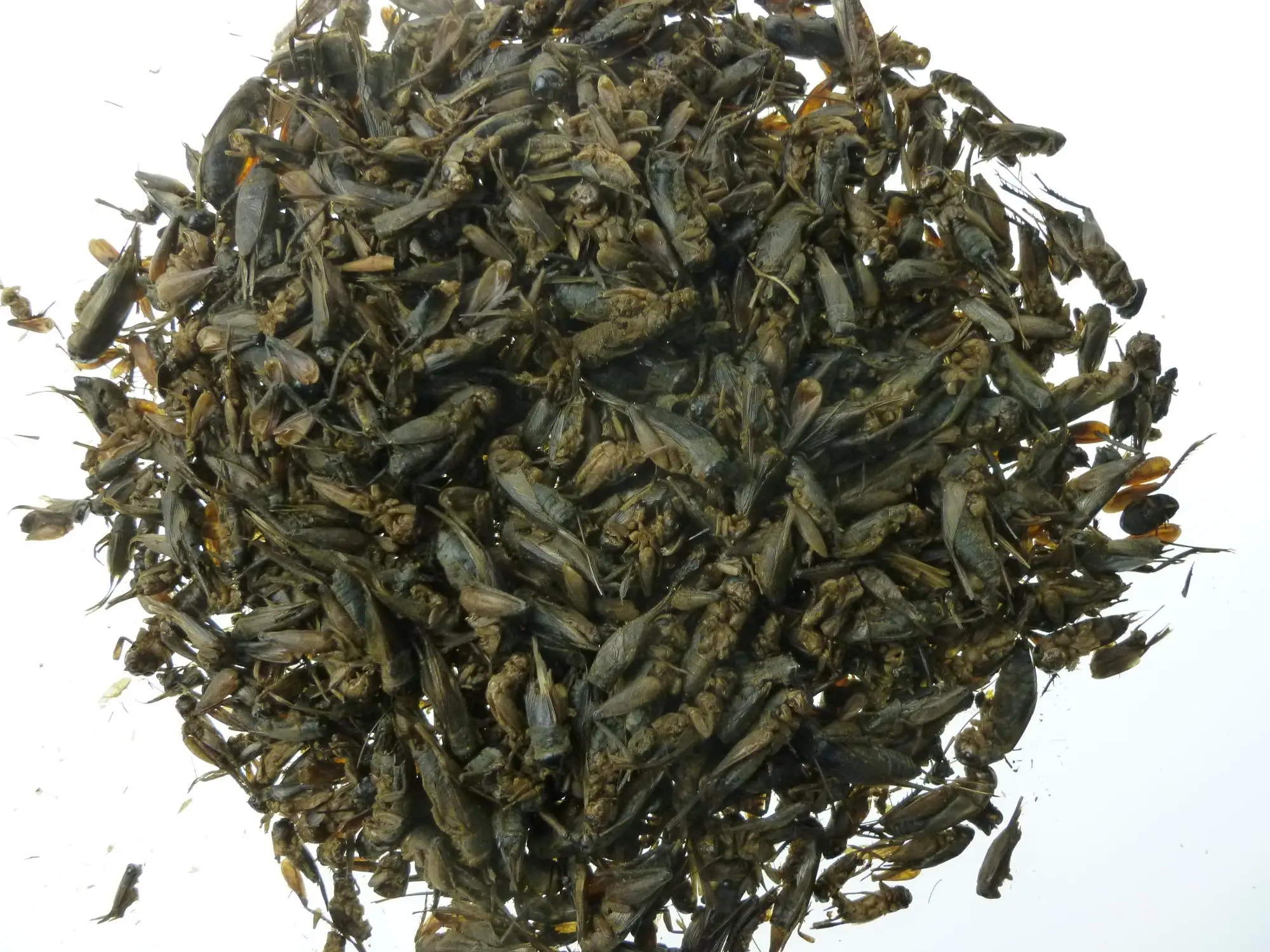 micro-dried crickets