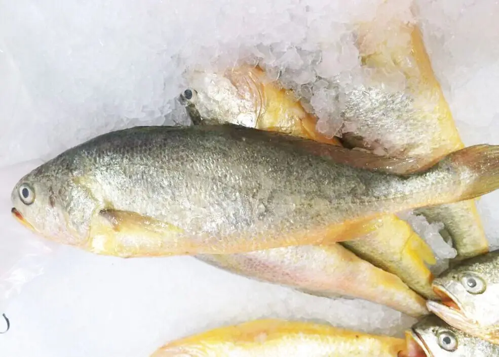iqf farming frozen yellow croaker fish small and