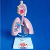 Office & School supplies desk model Lung cancer model