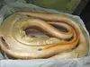 frozen gaint yellow conger eel export