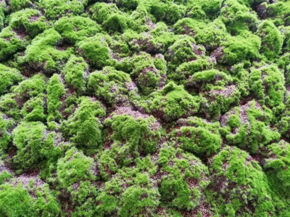 Customized Size Artificial Moss Carpet High End Moss Sward For Home