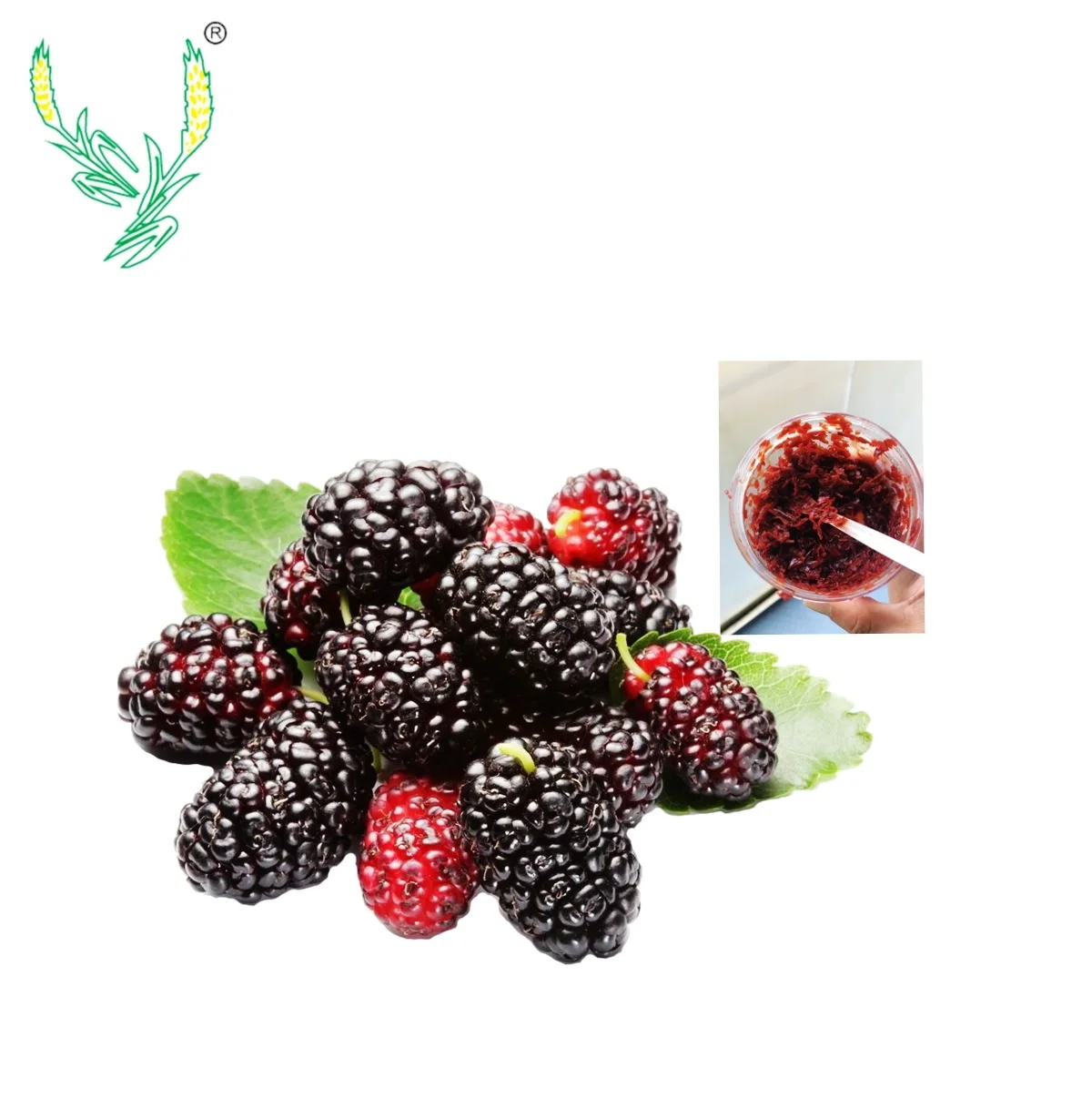 
High concentrated shisha flavour dubai nargile cigarette flavoured essence mulberry flavor for hookah shisha 