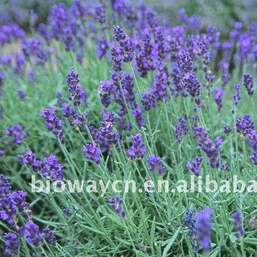 
Organic Dried Lavender Flower 