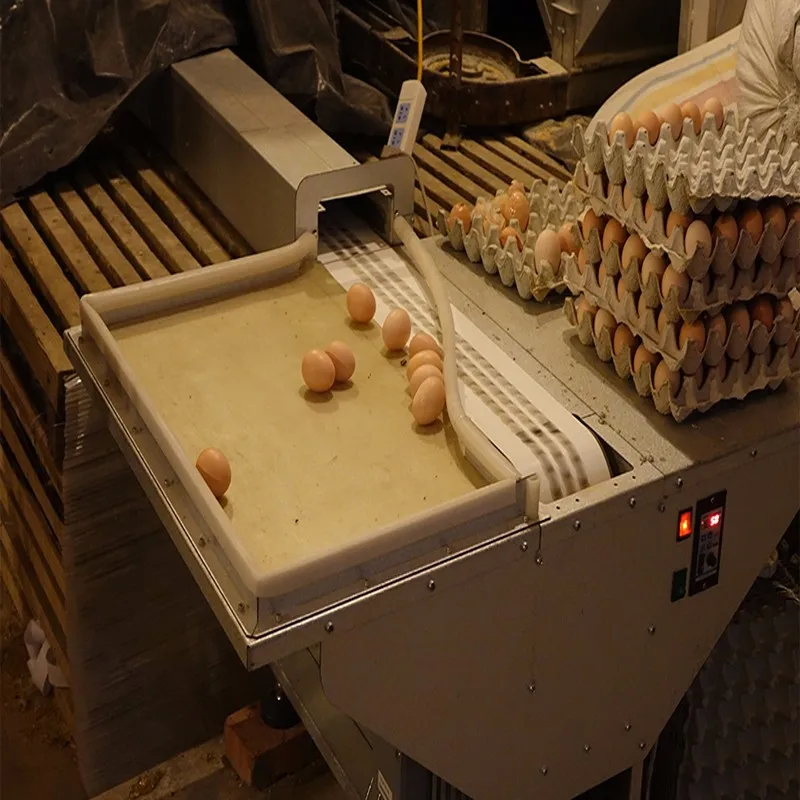 Hualuo Egg Collection Automatic Chicken Nest Boxes For Laying Hens Sale