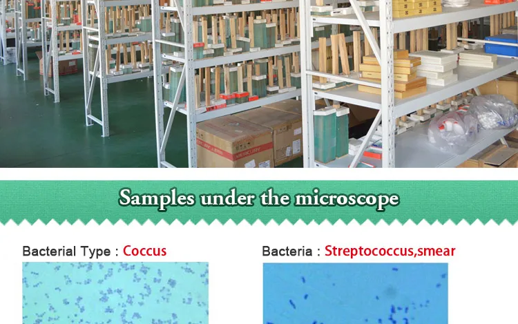 012 Microorganism cells prepared microscope slides.jpg