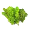 Natural Green Wall Decor FuncyFlora 500g Package Preserved Natural Moss