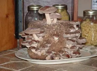 The Shiitake Mushroom Kit - Indoor Mushroom Growing Kit - Grow Edible Mushrooms & Fungi. Easy & Fun Mush Room Garden Patch Grow Kits