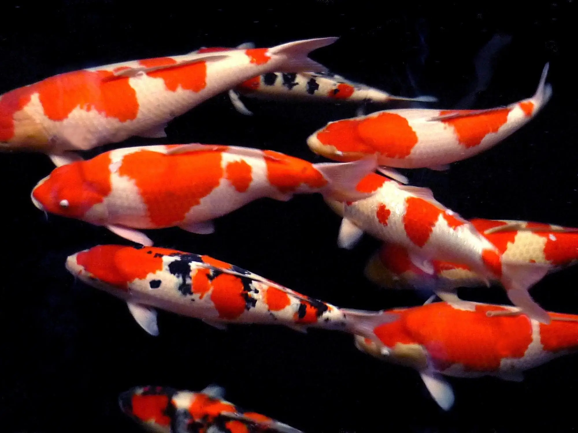 Japanese Koi Fish Pictures - Coy Cliparts Ilustrator | Bodewasude