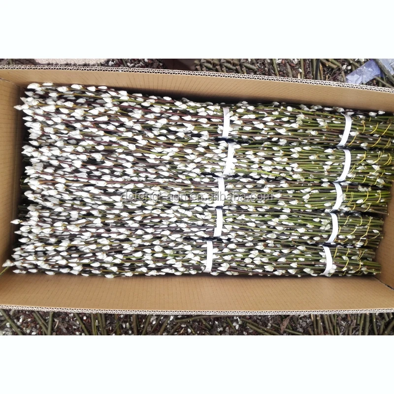 salix19