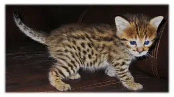 Buy Well Tamed Serval,persian,savannah Kittens - Buy Serval And 