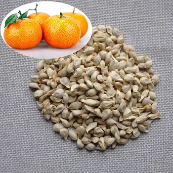 High Germination Large Size Baby Mandarin Orange Seeds - Buy Baby ...