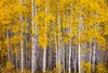 Green natural Birch tree Leaf Extract