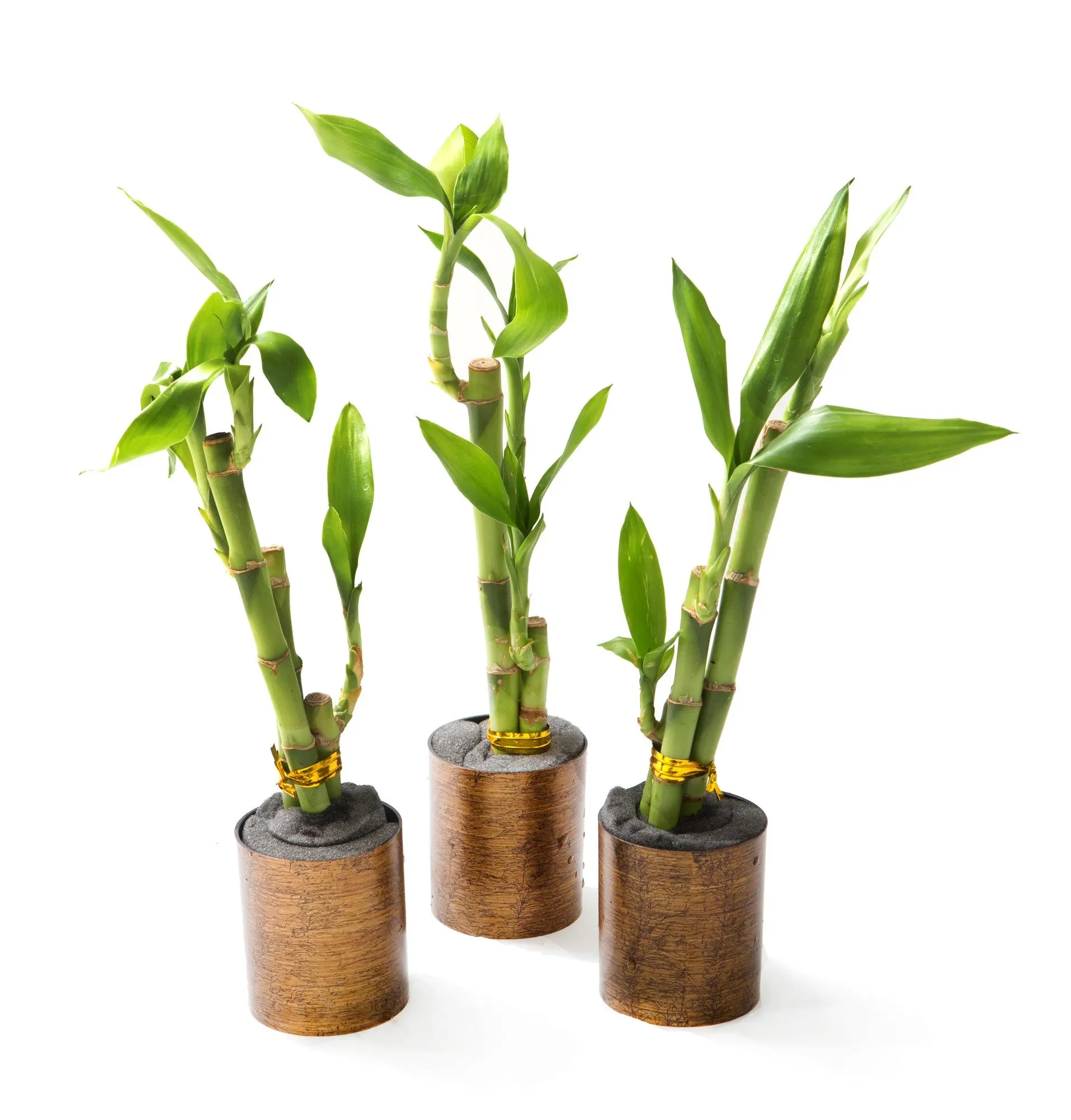 Cheap Tall Bamboo Plants, find Tall Bamboo Plants deals on line at