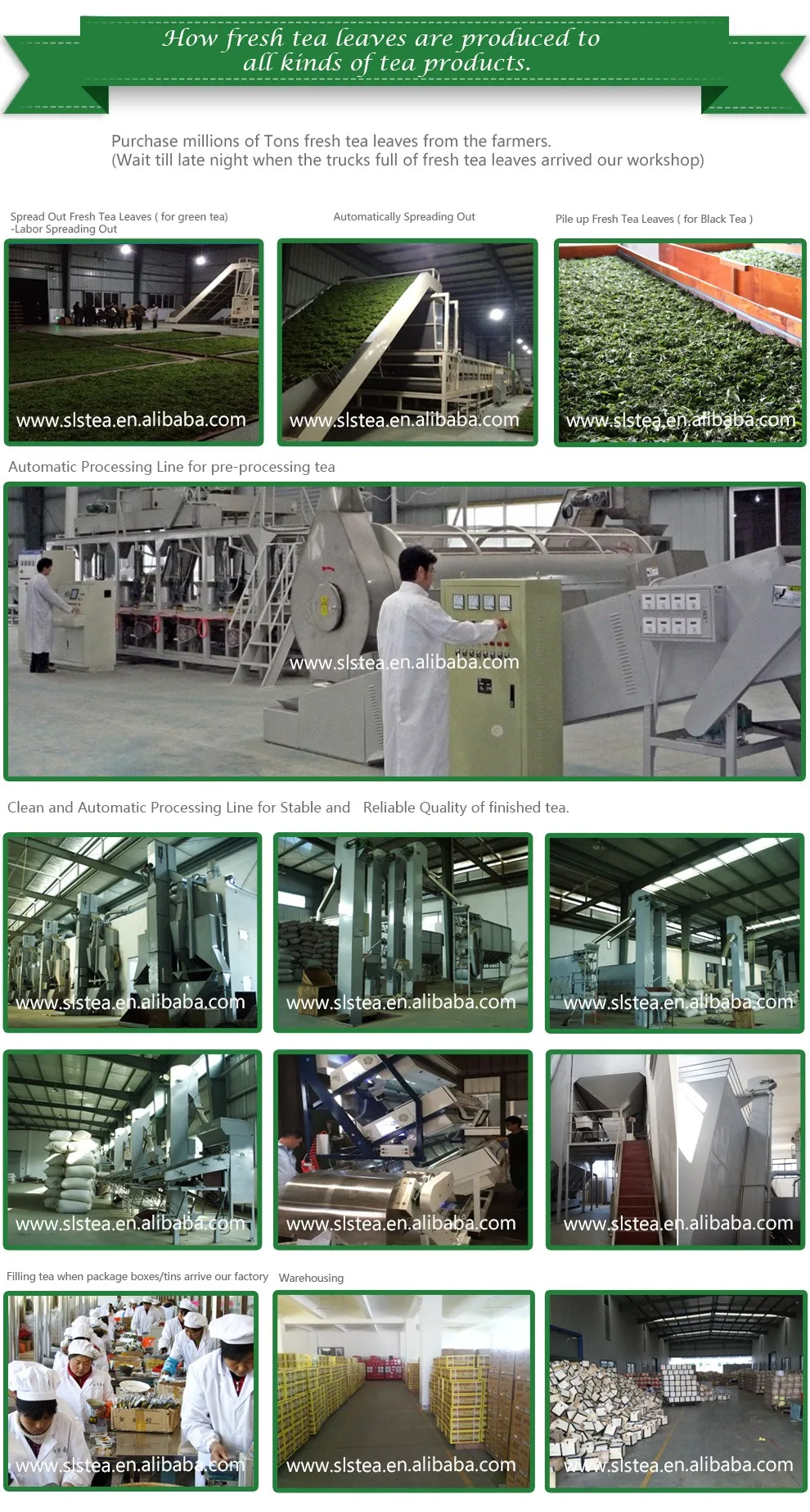 Best Chinese tea brands WANGGUANGXI chunmee green tea 41022 8A top quality - 4uTea | 4uTea.com