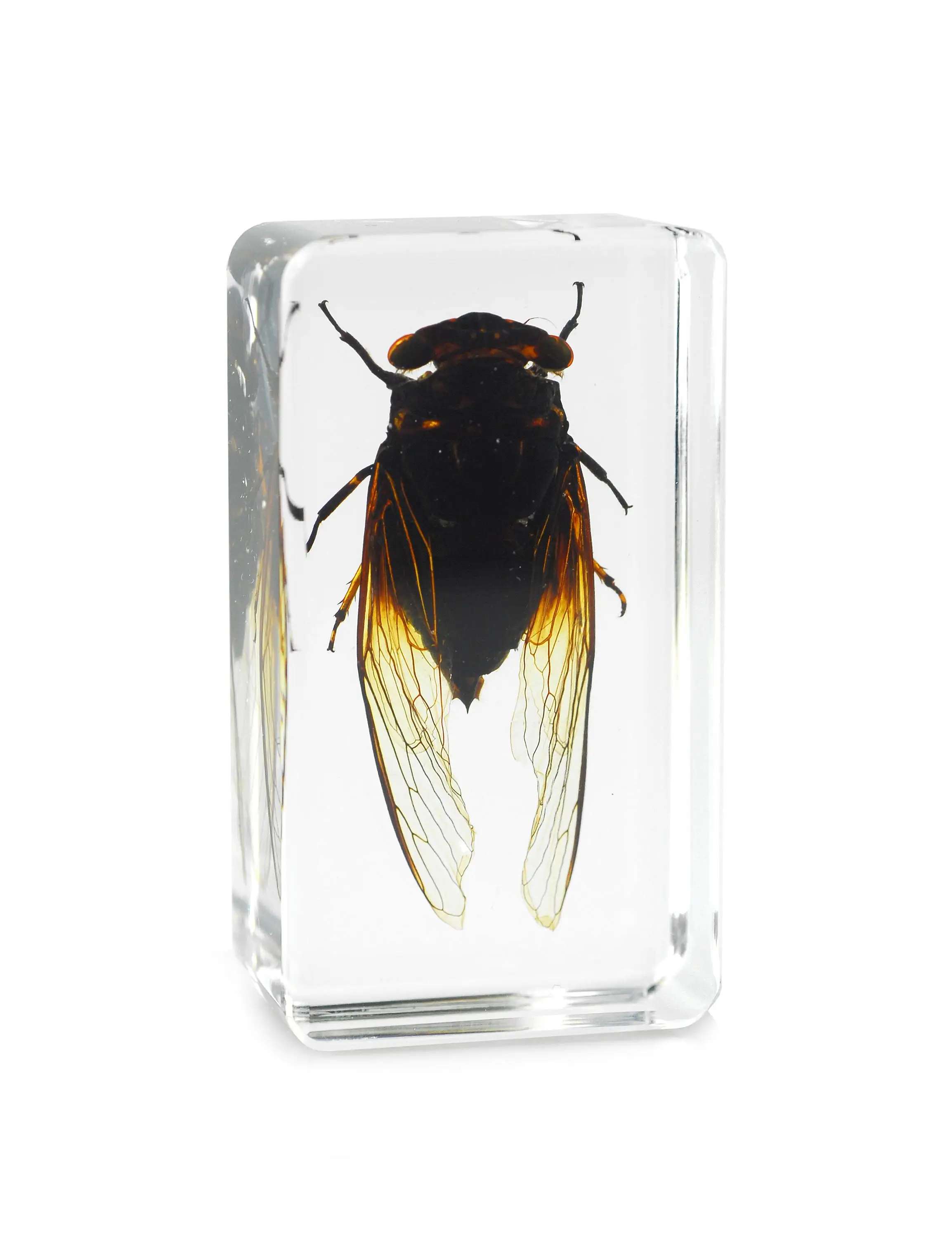 Stock Fast Delivery Real Insects Specimen Paperweight Preschool