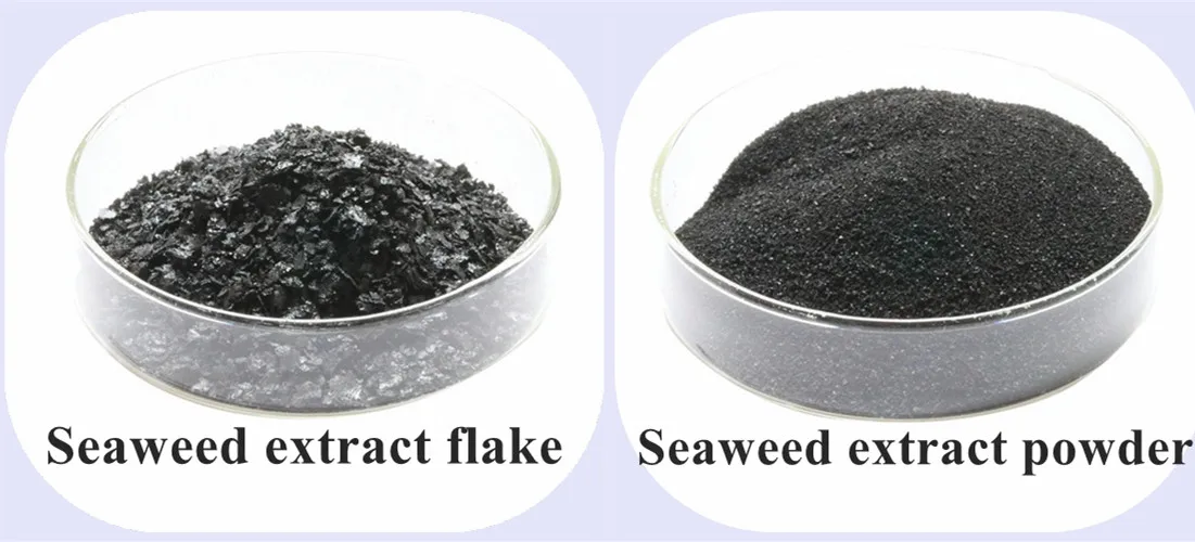 Seaweed-Extract.jpg