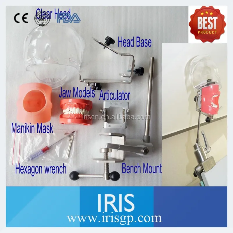 Transparent dental model 2.jpg