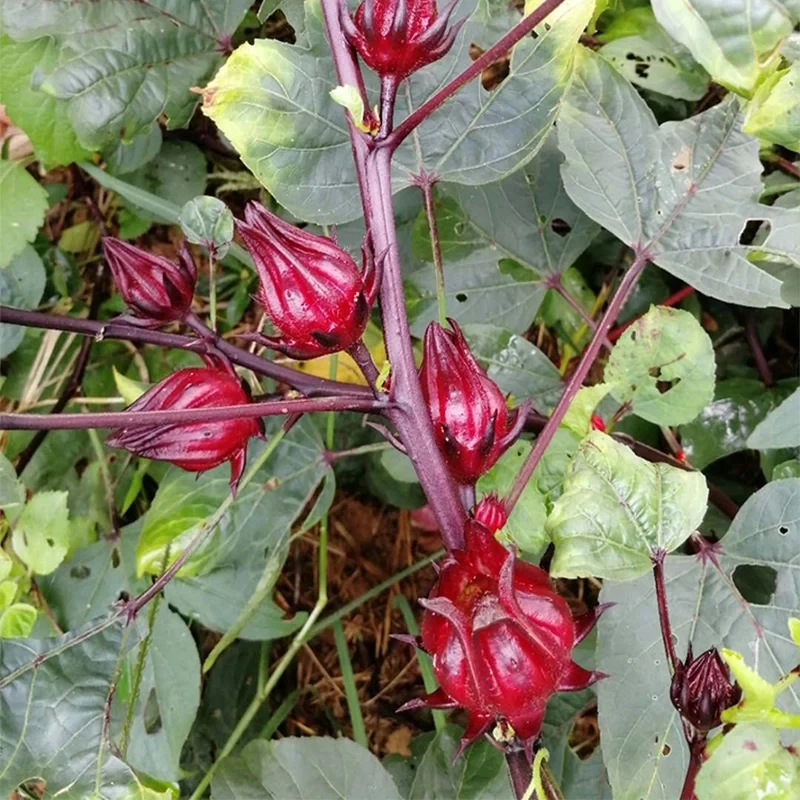 Natural Dried Hibiscus Sabdariffa Flower Roselle Tea For Lowering Blood ...