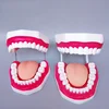 HOT SALES medical science Dental care model (28 teeth),tooth care oral cavity model