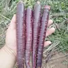 2019 New vegetable seed, ZX NO.1 hybrid carrot seeds