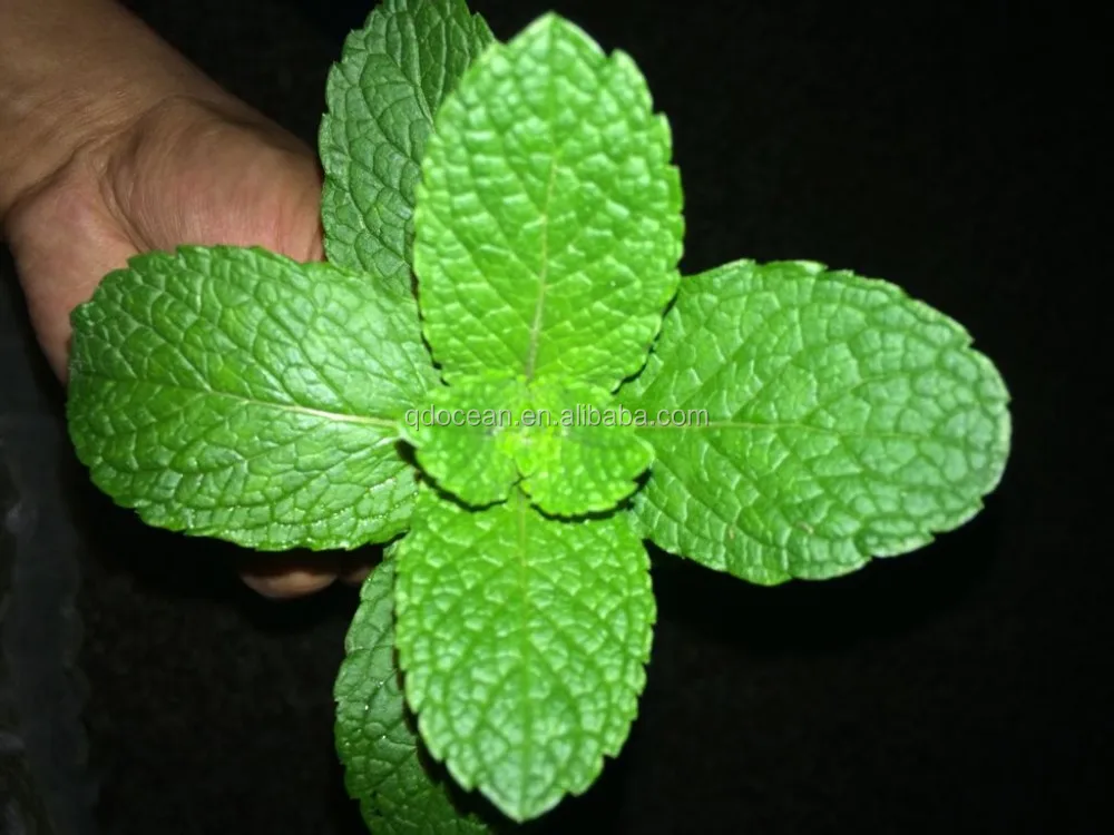 all industries  beauty & personal care  skin care  essential oil