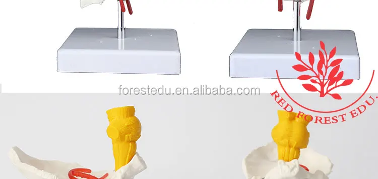 12 vertebral column.jpg