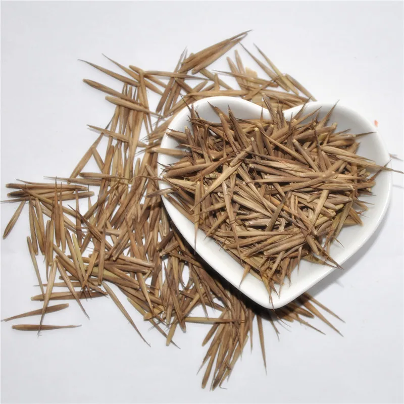 moso bamboo seeds