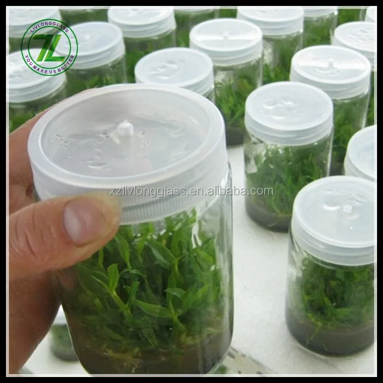 Wholesale Clear Tissue Culture Plant Glass Bottle With Plastic Cap