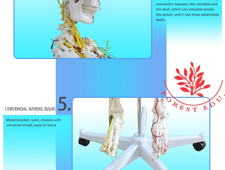 9 Skeleton model.jpg