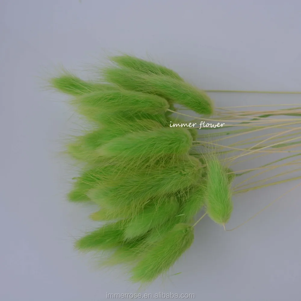 Dried Rabbit Tail Grass Bunny Tail Grass Exporting From China Buy