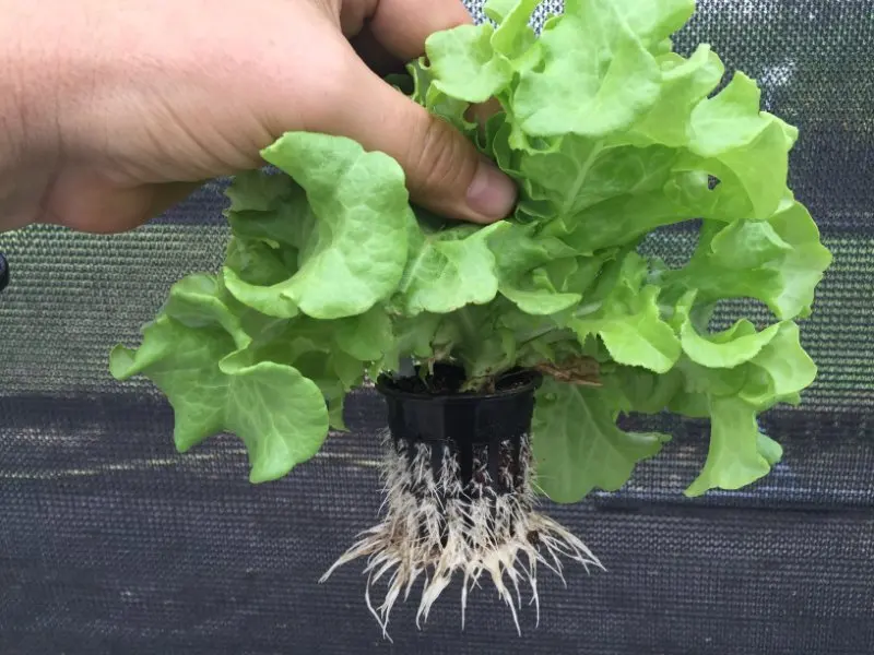 Hydroponic Planting Cup Nft Net Pot For Lettuce Buy Net Pot,Nft Net