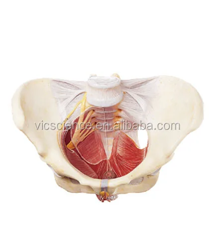 Modelo Anatómico Médico Para Mujeres,Modelo De Anatomía De La Pelvis Y El Suelo  Pélvico,Modelo Educativo De Ciencia Médica - Buy Modelo De Anatomía De La  Pelvis Femenina,Modelo De Músculos Del Suelo Pélvico,Modelo