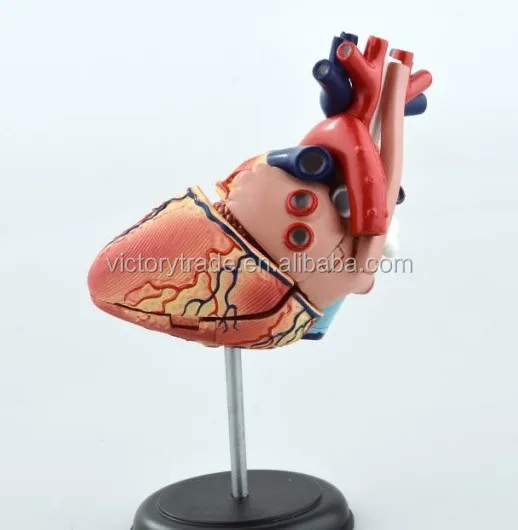 V-hm11 4d Master Plastic Human Body Parts Heart Assembled Model - Buy ...