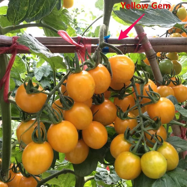 Indeterminate Growth High Yield Yellow Hybrid Cherry Tomato Seeds For