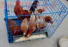 A-120China manufacturer best design layer chicken cages for sale