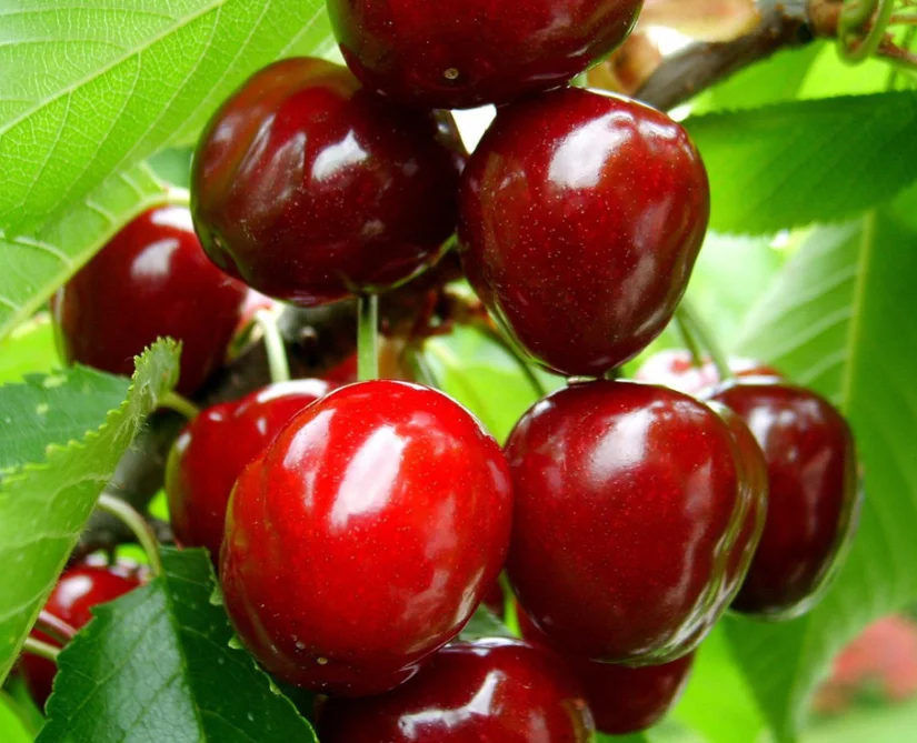 top kwaliteit cherry zaad voor het planten van
