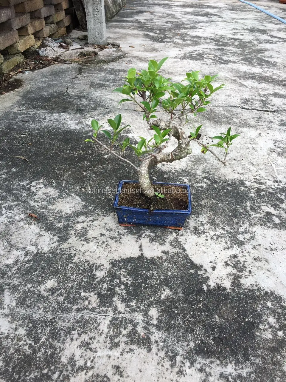 ficus microcarpa mini