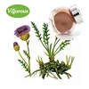 China Manufacturer Maral Root Extract powder, Rhaponticum carthamoides extract, Leuzea carthamoides extract