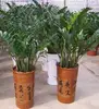 Wholesale foliage plant Zamioculcas zamiifolia bonsai for sale