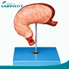 Human Stomach Section Model,Anatomical model of the stomach