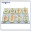 PNT-0827 PVC Popular Animal Cell Mitosis Model 8 pcs,plastic model