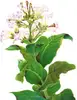 Virginia tobacco concentrate flavour for e liquid adding rate 4%-10% in PG,VG basic--12 years flavour manufacturer