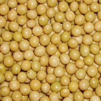 organic soybean.JPG
