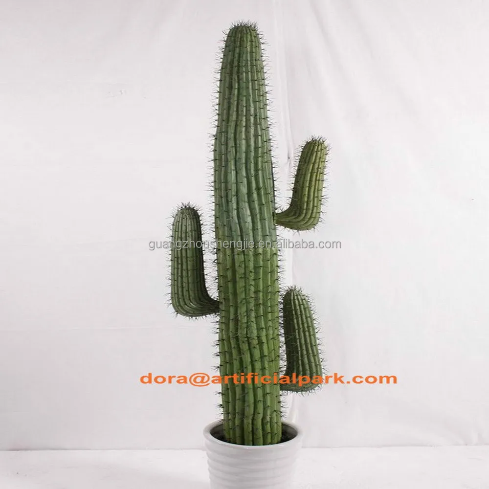 cactus grand cactus grand