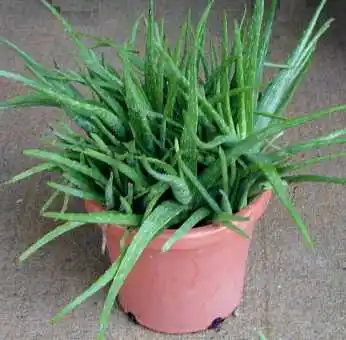 aloe vera effekter