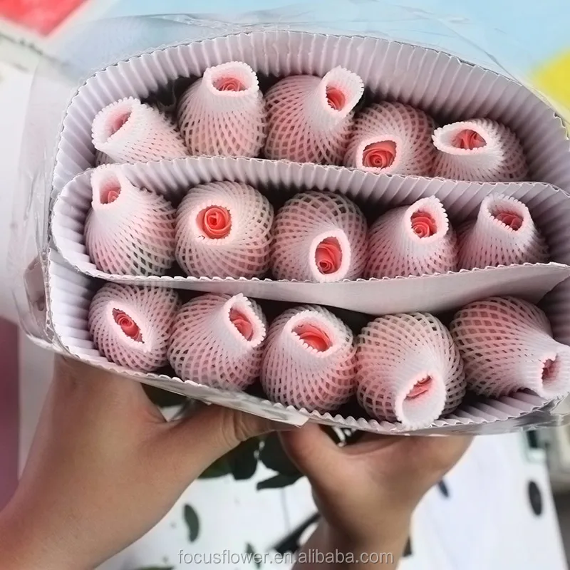 Diana Rose Flower (16)