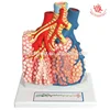 Medical Quality Pulmonary Lobule with Surrounding Blood Vessels