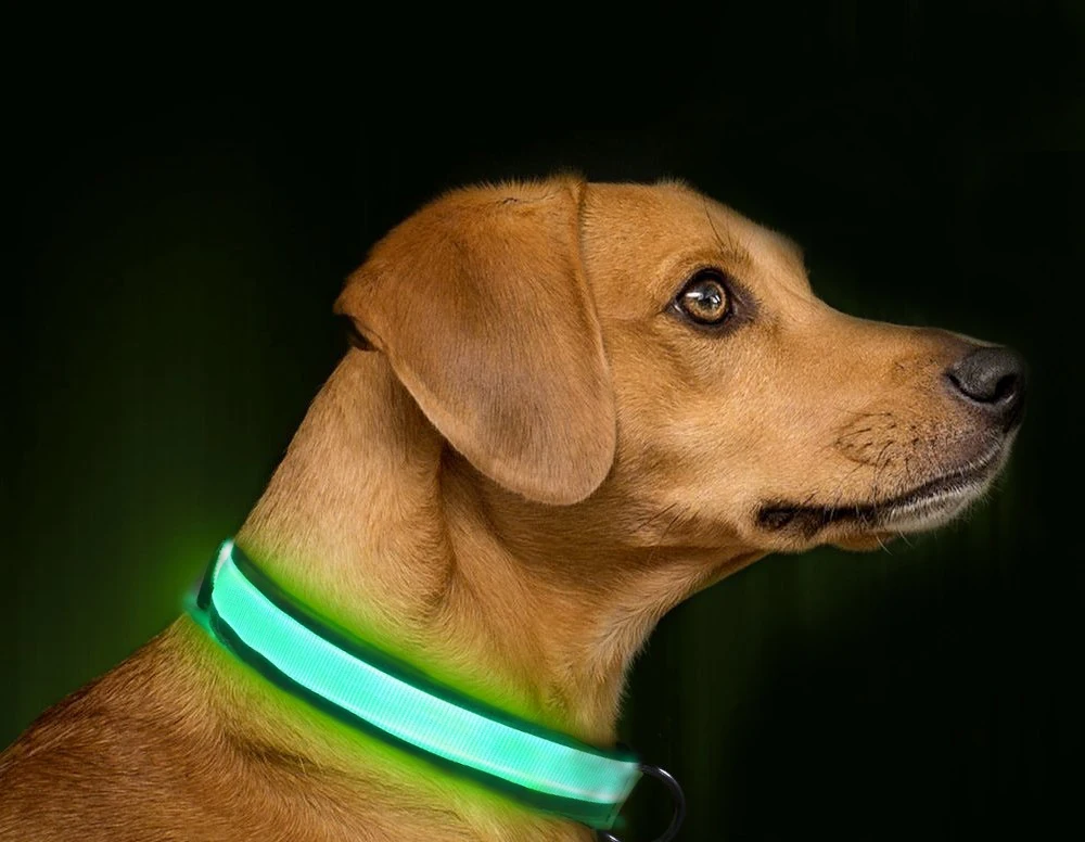 Dog light