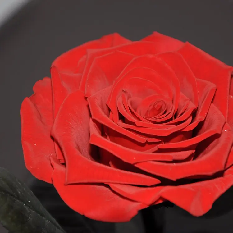 High Quality Preserved Roses Freeze Dried Wholesale 23cm Eternal Buy